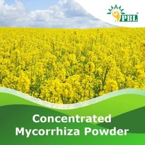 CONCENTRATED MYCORRHIZA POWDER