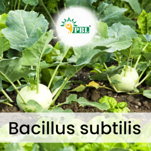 Bacillus-subtilis