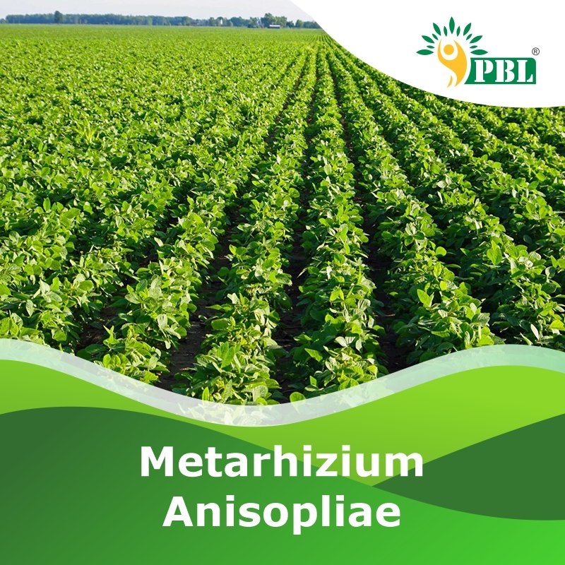 Metarhizium Anisopliae | Manufacturer & Exporter - Peptech Biosciences