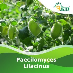 Paecilomyces lilacinus