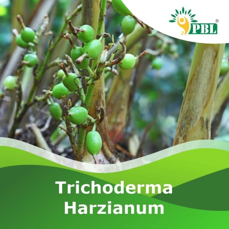Trichoderma Harzianum 1 WP Manufacturer & Exporter Peptech Bio