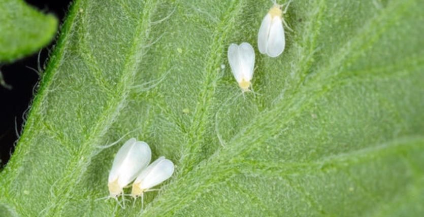 Beauveria bassiana